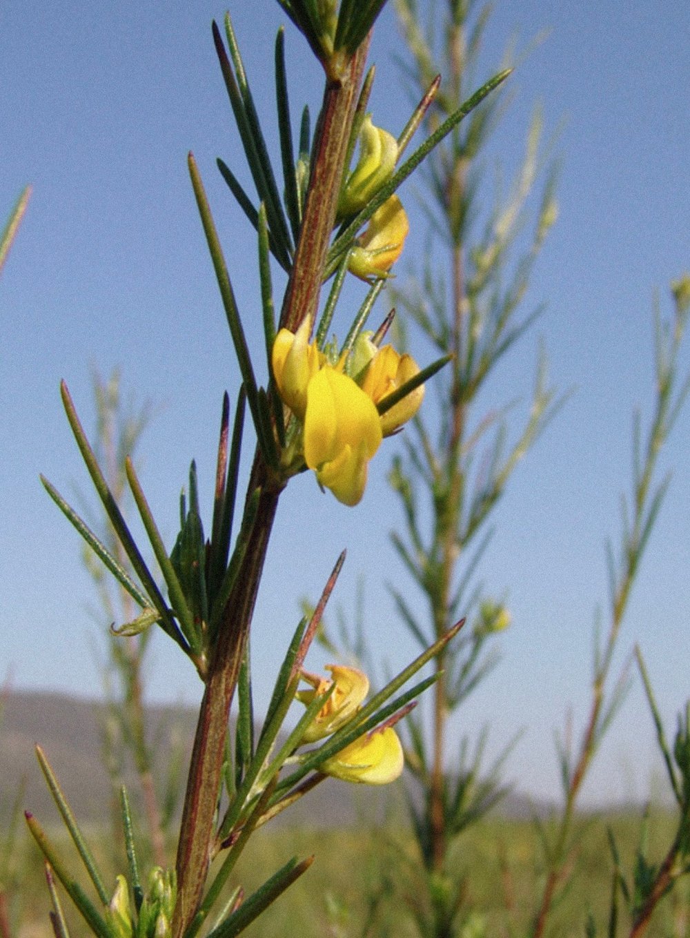 Rooi-BOSS! Green South African Bush Tea (Natural Supplement)
