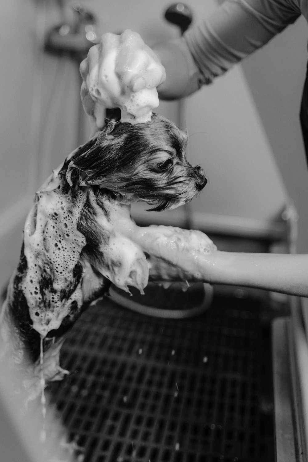 Doggie Calm! Ancient Prebiotic Superfood. Healthy Gut! Pet Food Topper. ShamPaws Paw Wash/Shampoo.