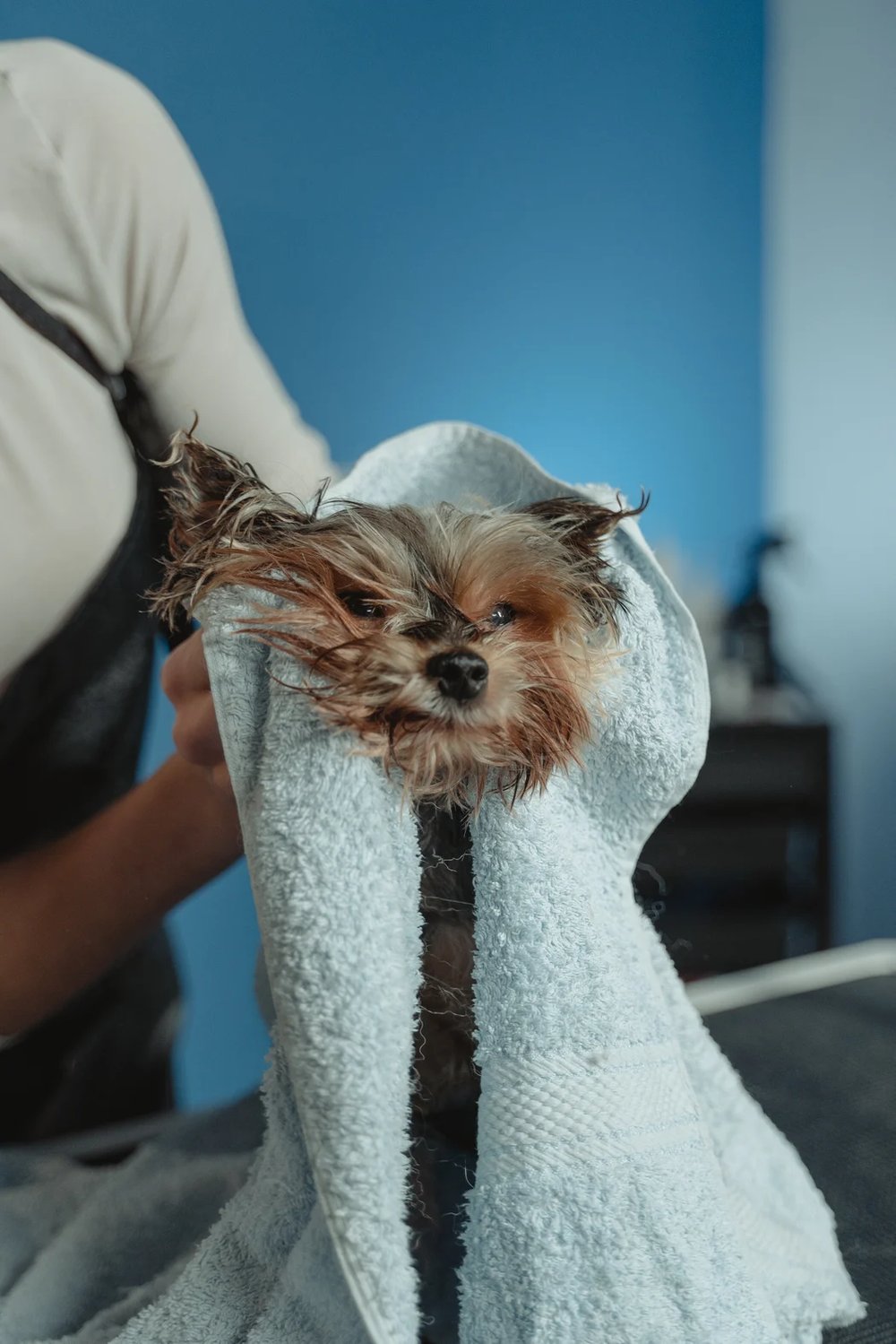 Doggie Calm! Ancient Prebiotic Superfood. Healthy Gut! Pet Food Topper. ShamPaws Paw Wash/Shampoo.