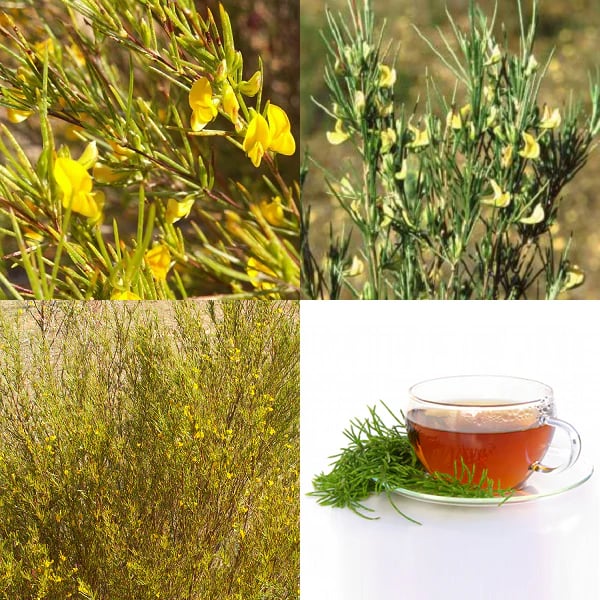 Rooi-BOSS! Green South African Bush Tea (Natural Supplement)