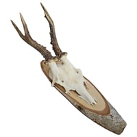Image 1 of Vintage Wood Mounted Roe Deer Antlers A