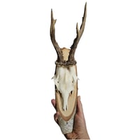 Image 2 of Vintage Wood Mounted Roe Deer Antlers A