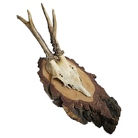 Image 1 of Vintage Wood Mounted Roe Deer Antlers B