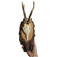 Image 2 of Vintage Wood Mounted Roe Deer Antlers B
