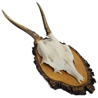 Image 1 of Vintage Wood Mounted Roe Deer Antlers C