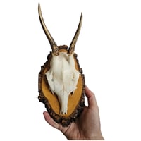 Image 2 of Vintage Wood Mounted Roe Deer Antlers C
