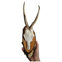 Image 2 of Vintage Wood Mounted Roe Deer Antlers D