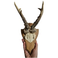 Image 2 of Vintage Shield Mounted Roe Deer Antlers C