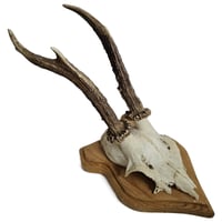 Image 1 of Vintage Shield Mounted Roe Deer Antlers D
