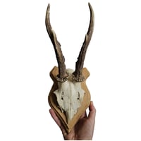 Image 2 of Vintage Shield Mounted Roe Deer Antlers D