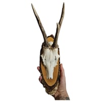 Image 2 of Vintage Wood Mounted Roe Deer Antlers E