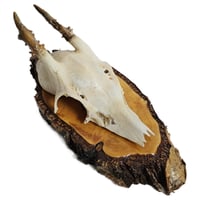 Image 1 of Vintage Wood Mounted Roe Deer Antlers G