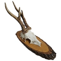 Image 1 of Vintage Wood Mounted Roe Deer Antlers I