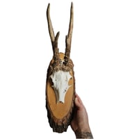 Image 2 of Vintage Wood Mounted Roe Deer Antlers I