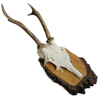 Image 1 of Vintage Wood Mounted Roe Deer Antlers J
