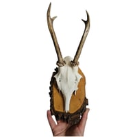 Image 2 of Vintage Wood Mounted Roe Deer Antlers J