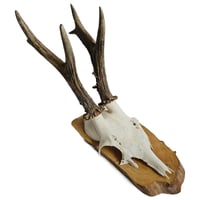 Image 1 of Vintage Wood Mounted Roe Deer Antlers K