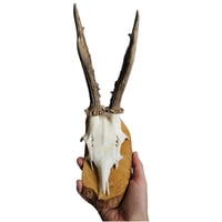 Image 2 of Vintage Wood Mounted Roe Deer Antlers K
