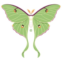 Image 1 of Luna Moth 5" Decal