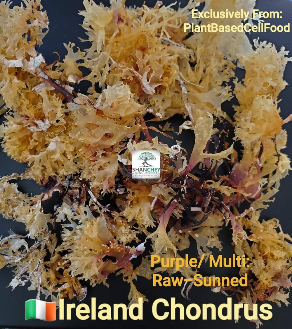 VEGETATION CELL NOURISHER-Chondrus Crispus Irish Sea Moss -105 Capsules