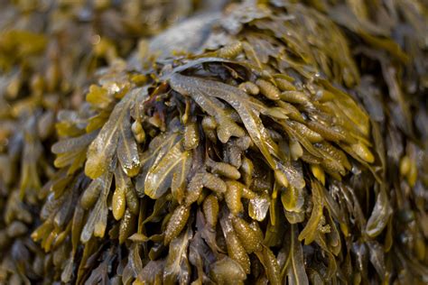 VEGETATION CELL NOURISHER-Chondrus Crispus Irish Sea Moss -105 Capsules