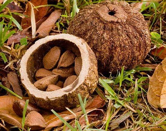 HIGH Selenium Wild-Raw-Amazon Grown Brazil Nut Seeds/ Protein Powder-Testosterone-Fertility-Thyroid