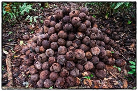 HIGH Selenium Wild-Raw-Amazon Grown Brazil Nut Seeds/ Protein Powder-Testosterone-Fertility-Thyroid