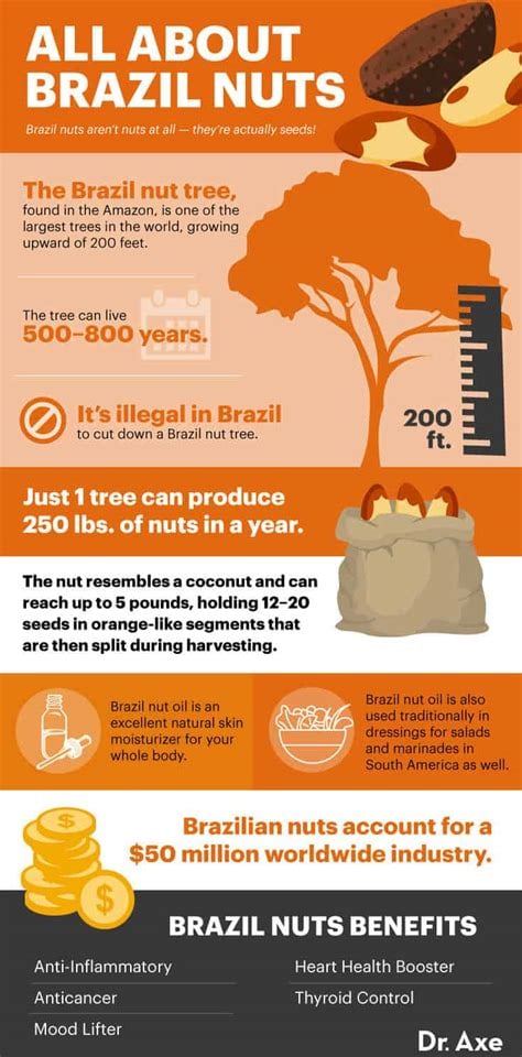 HIGH Selenium Wild-Raw-Amazon Grown Brazil Nut Seeds/ Protein Powder-Testosterone-Fertility-Thyroid