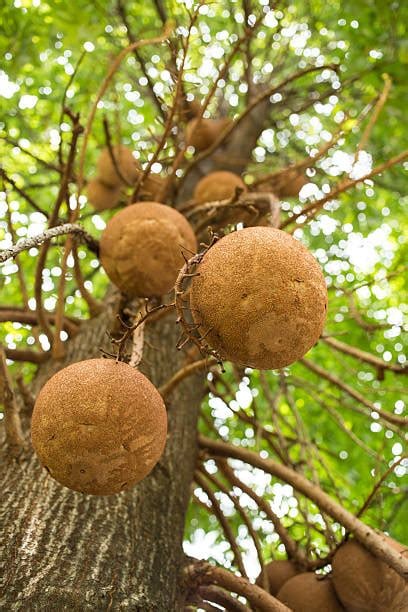 HIGH Selenium Wild-Raw-Amazon Grown Brazil Nut Seeds/ Protein Powder-Testosterone-Fertility-Thyroid