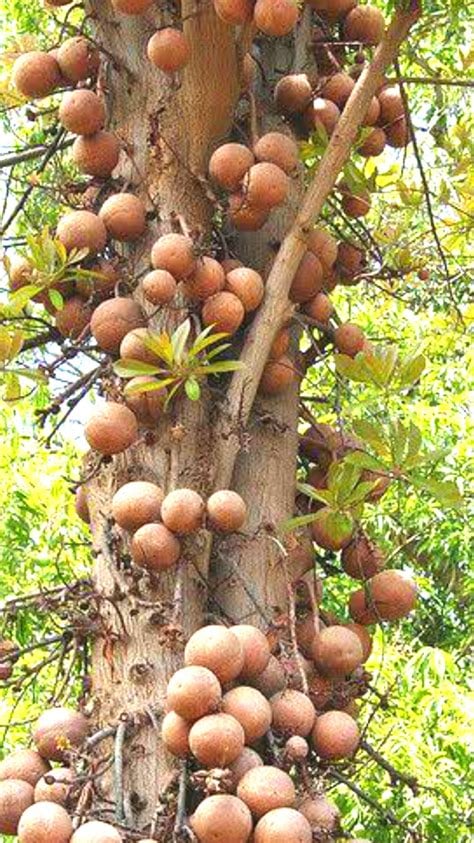 HIGH Selenium Wild-Raw-Amazon Grown Brazil Nut Seeds/ Protein Powder-Testosterone-Fertility-Thyroid