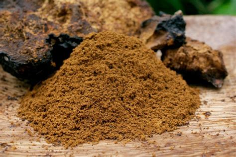 WILD MEDICINAL MUSHROOMS: Lion's Mane-Chaga-Turkey Tail-Maitake-Cordyceps (Himalayan Viagra). DNA.