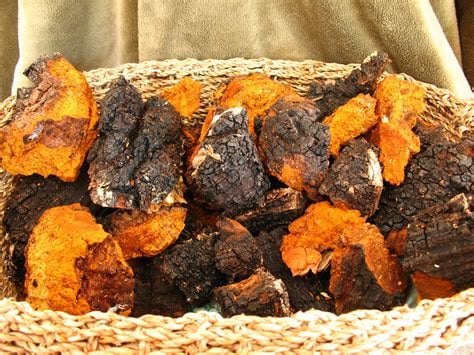 WILD MEDICINAL MUSHROOMS: Lion's Mane-Chaga-Turkey Tail-Maitake-Cordyceps (Himalayan Viagra). DNA.