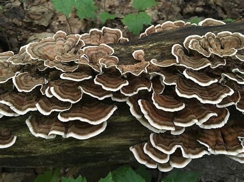 WILD MEDICINAL MUSHROOMS: Lion's Mane-Chaga-Turkey Tail-Maitake-Cordyceps (Himalayan Viagra). DNA.