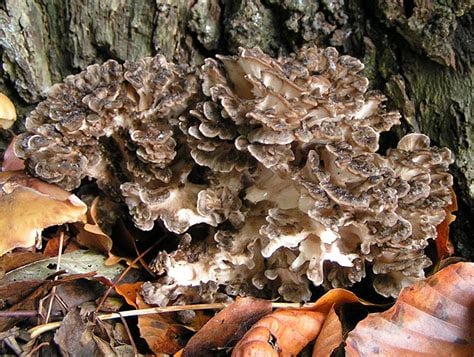WILD MEDICINAL MUSHROOMS: Lion's Mane-Chaga-Turkey Tail-Maitake-Cordyceps (Himalayan Viagra). DNA.
