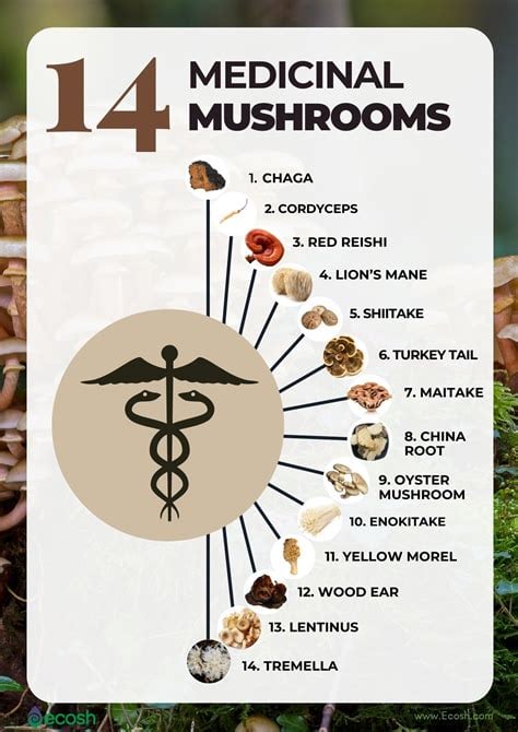 WILD MEDICINAL MUSHROOMS: Lion's Mane-Chaga-Turkey Tail-Maitake-Cordyceps (Himalayan Viagra). DNA.