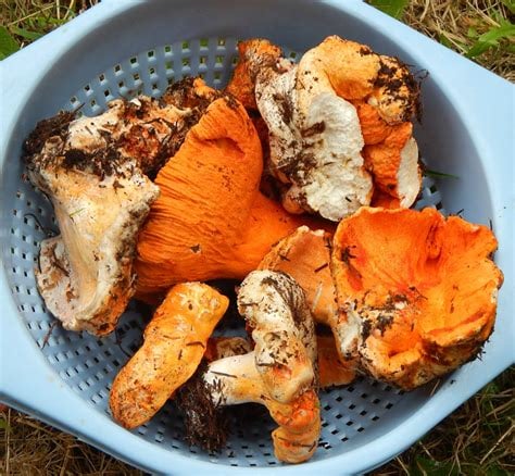 FORAGED FUNGUS Wild Seasonal Dehydrated Mushrooms (1 oz.)-Lions' Mane-Lobster-Matsutake-Maitake-Etc.