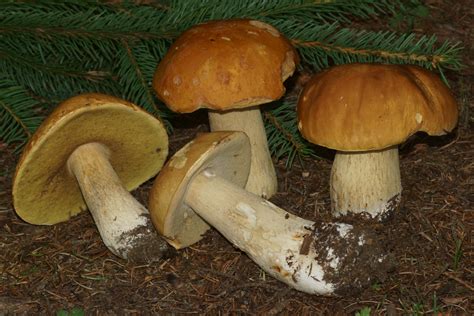 FORAGED FUNGUS Wild Seasonal Dehydrated Mushrooms (1 oz.)-Lions' Mane-Lobster-Matsutake-Maitake-Etc.