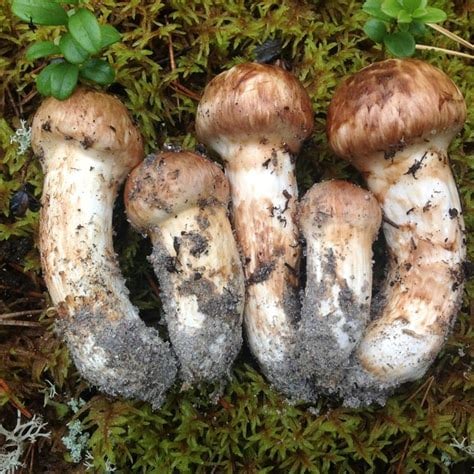 FORAGED FUNGUS Wild Seasonal Dehydrated Mushrooms (1 oz.)-Lions' Mane-Lobster-Matsutake-Maitake-Etc.