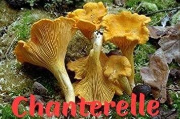 FORAGED FUNGUS Wild Seasonal Dehydrated Mushrooms (1 oz.)-Lions' Mane-Lobster-Matsutake-Maitake-Etc.