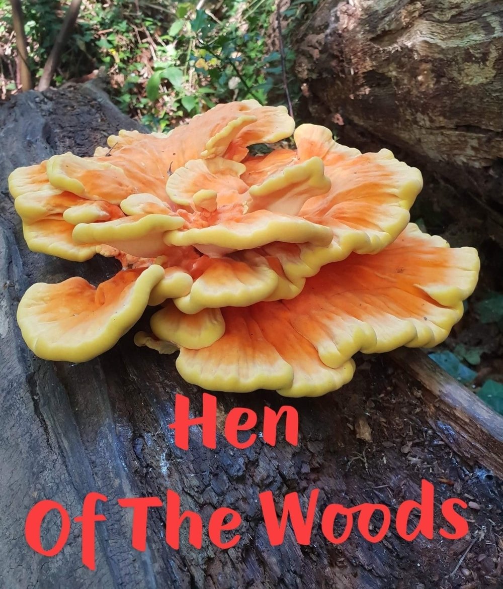 FORAGED FUNGUS Wild Seasonal Dehydrated Mushrooms (1 oz.)-Lions' Mane-Lobster-Matsutake-Maitake-Etc.