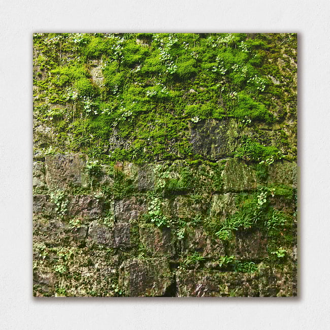 Nature Takeover | Living Walls