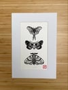 Three Moths