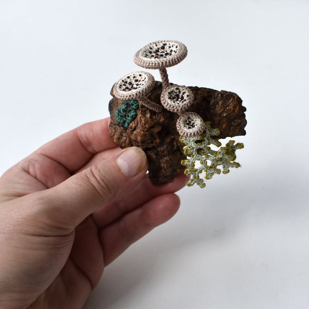 Image of Lichen and fungi wall piece