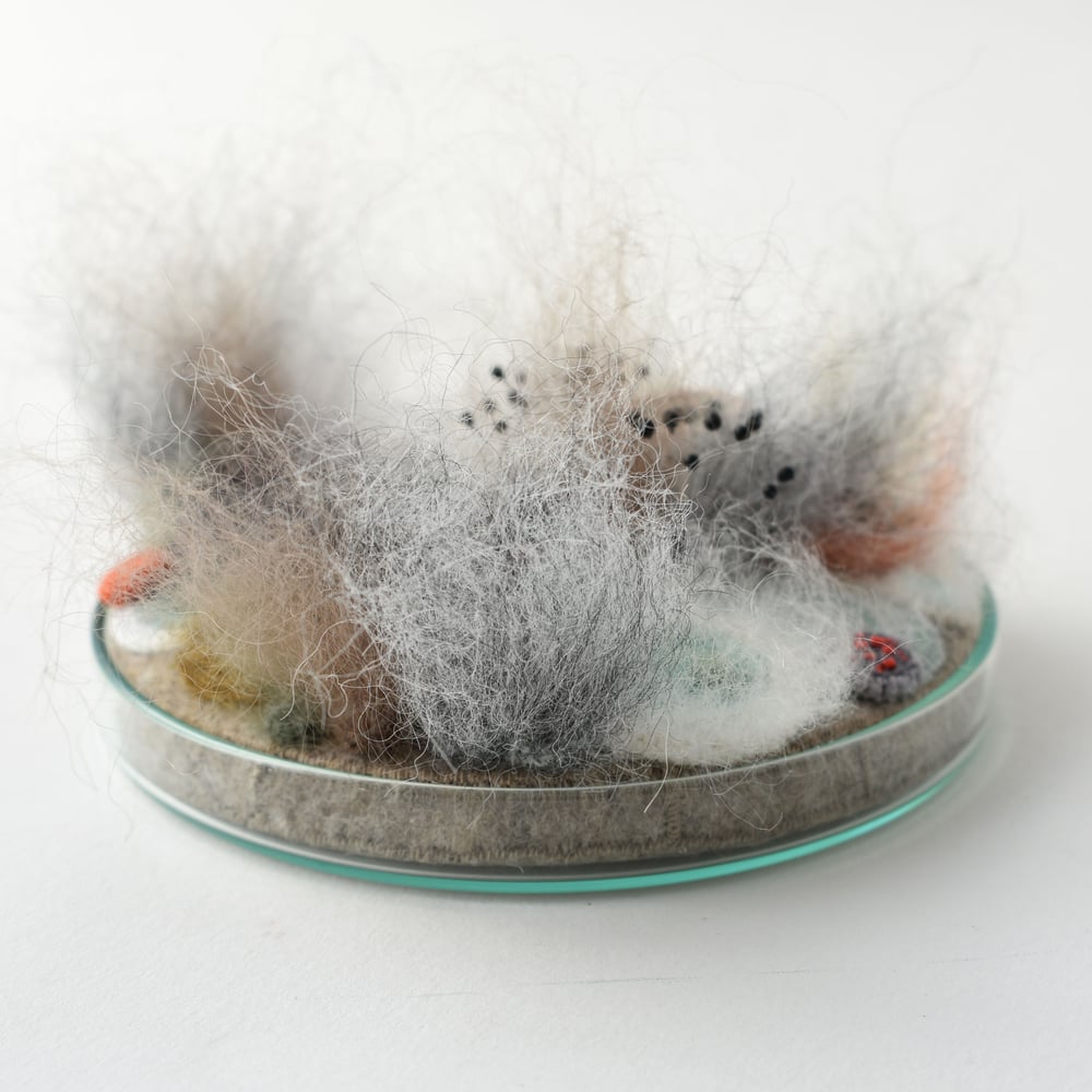 Image of Mouldy madness  10cm petri dish