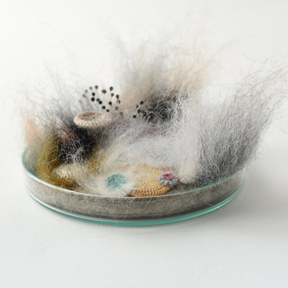 Image of Mouldy madness  10cm petri dish