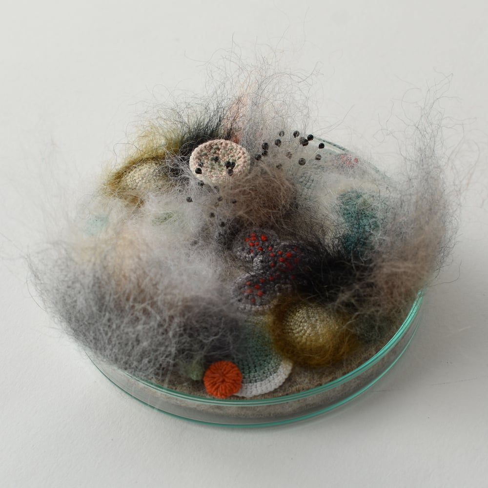Image of Mouldy madness  10cm petri dish