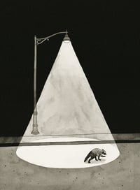 Raccoon