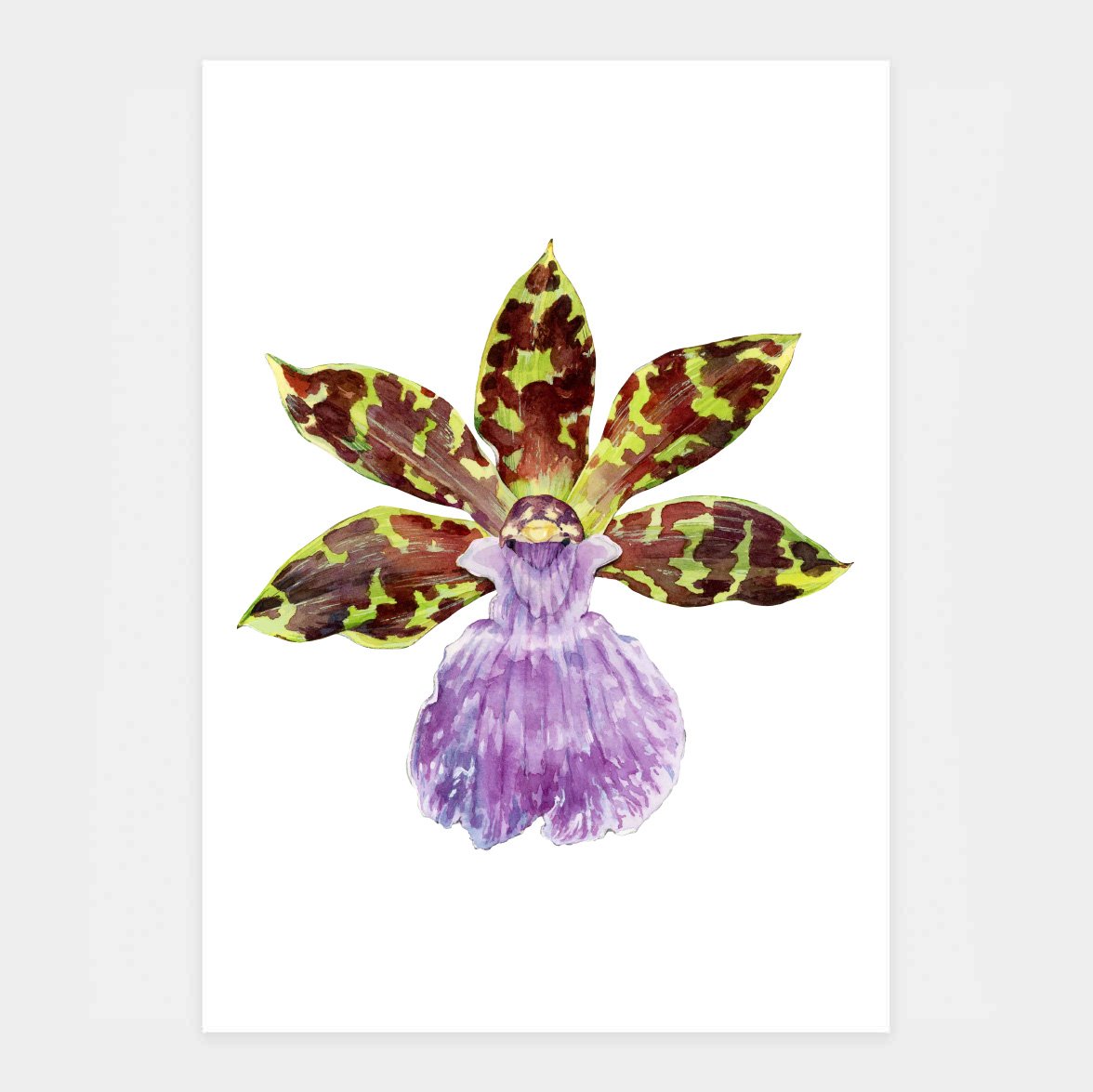 Zygopetalum Orchid Original Illustration | arineillustrations