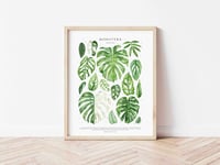 Image 3 of Monstera Species Poster
