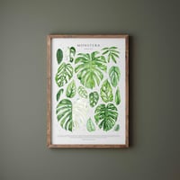Image 5 of Monstera Species Poster